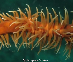 Whip coral , not been sharpend or photo shopped only crop... by Jacques Vieira 
